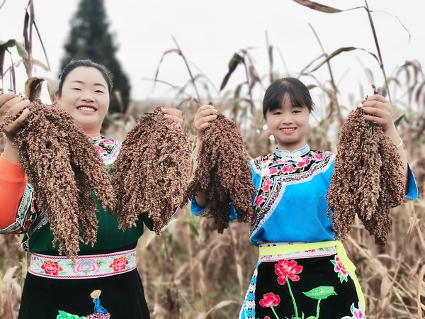平壩區:高粱熟了紅滿天 農民增收笑開顏。