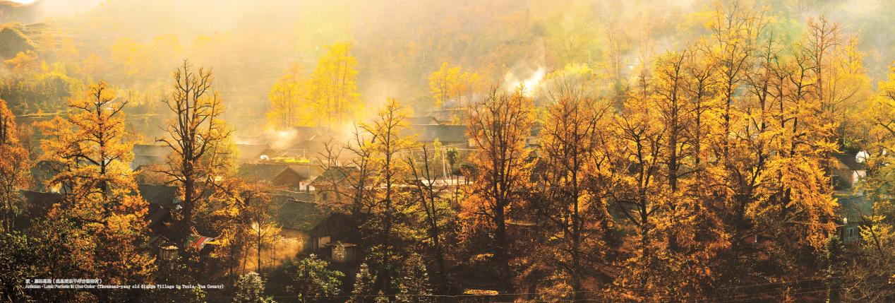 六盤水妥樂銀杏。貴州省文化和旅游廳供圖