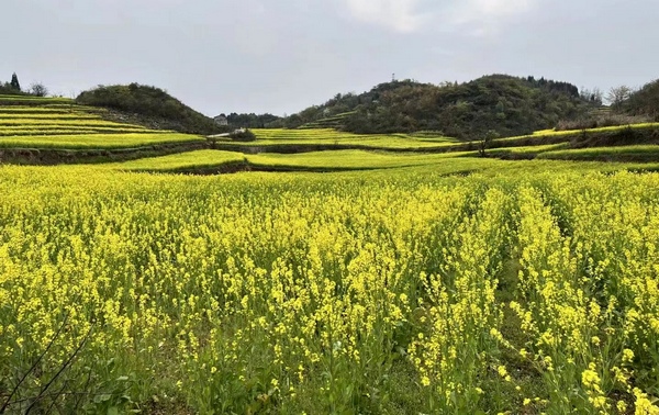大方縣安樂鄉(xiāng)今年的油菜花開。