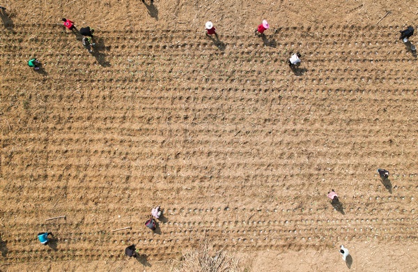 村民在大方縣長石鎮(zhèn)仲麥村油菜種植基地移栽油菜航拍。周訓(xùn)貴攝