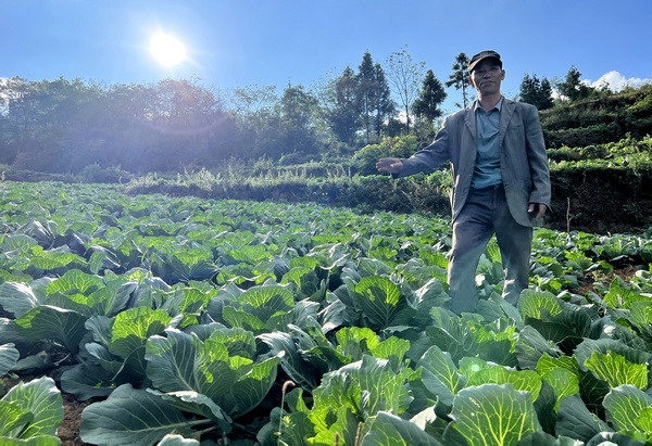 楊洪榮講解蓮花白種植經驗。