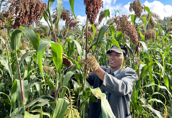 楊洪榮在基地里看種植的高粱長勢。