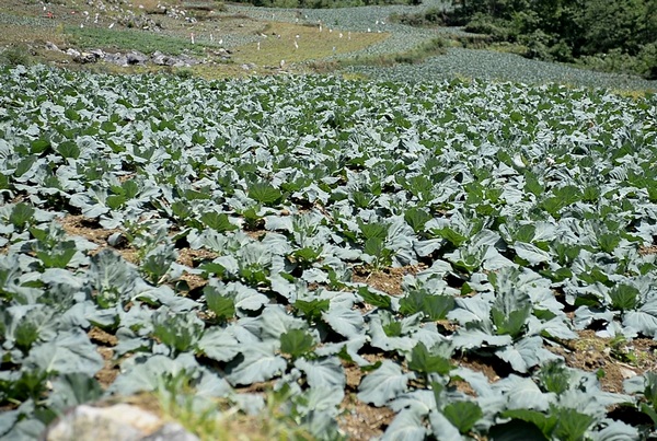 楊洪榮帶領群眾種植的蓮花白。