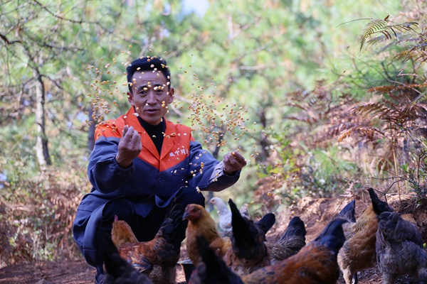 顧濤在喂山雞。