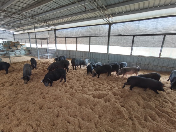 大方縣大山鄉松明村養殖場正在進食的雷香豬。