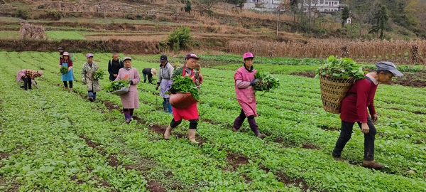 大方縣鼎新鄉(xiāng)大井村村民采苗進行移栽。