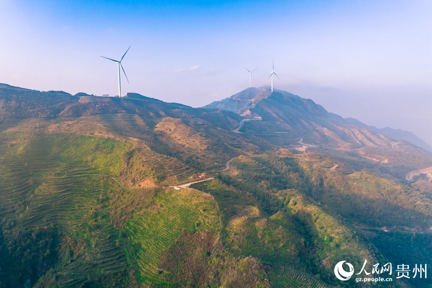 航拍貴州省黔西南州普安縣地瓜鎮(zhèn)屯上村白葉一號感恩茶園。人民網(wǎng)記者 涂敏攝