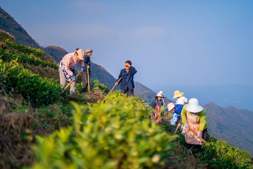 8 村民們在白葉一號感恩茶園內勞作。人民網記者 涂敏 攝