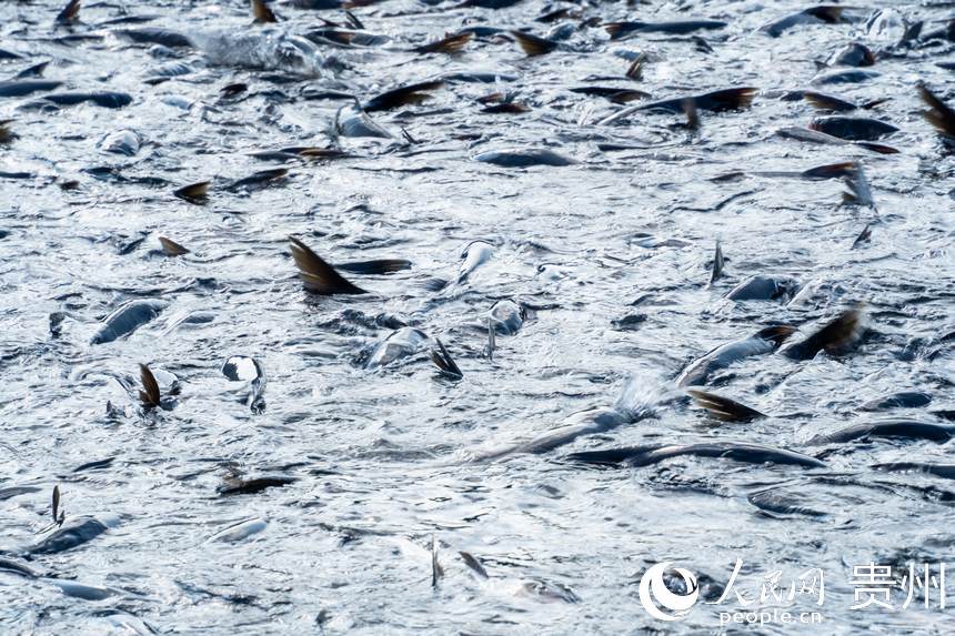 待出水的鳙魚和鰱魚。人民網記者 涂敏攝