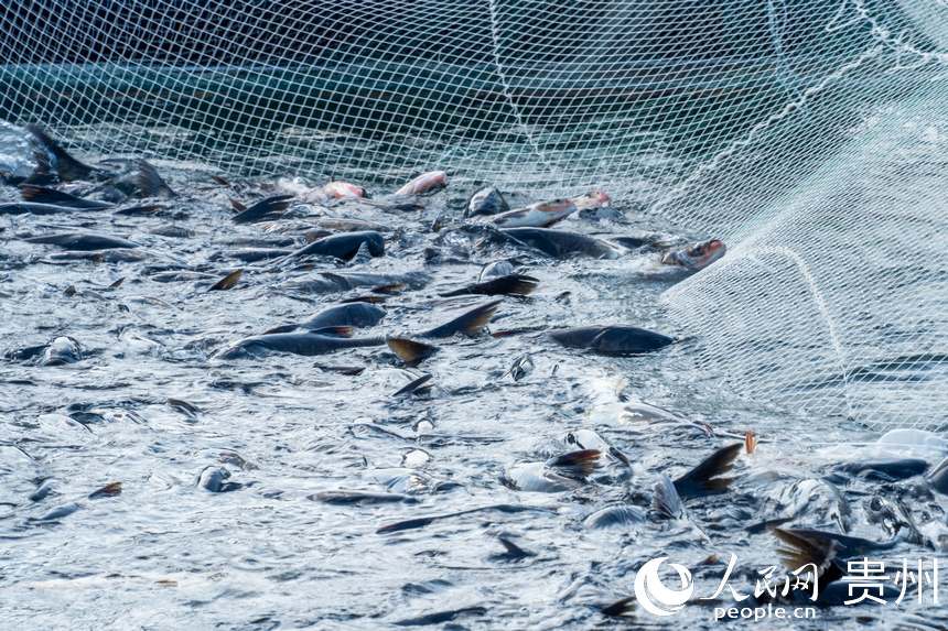 待出水的鳙魚和鰱魚。人民網記者 涂敏攝