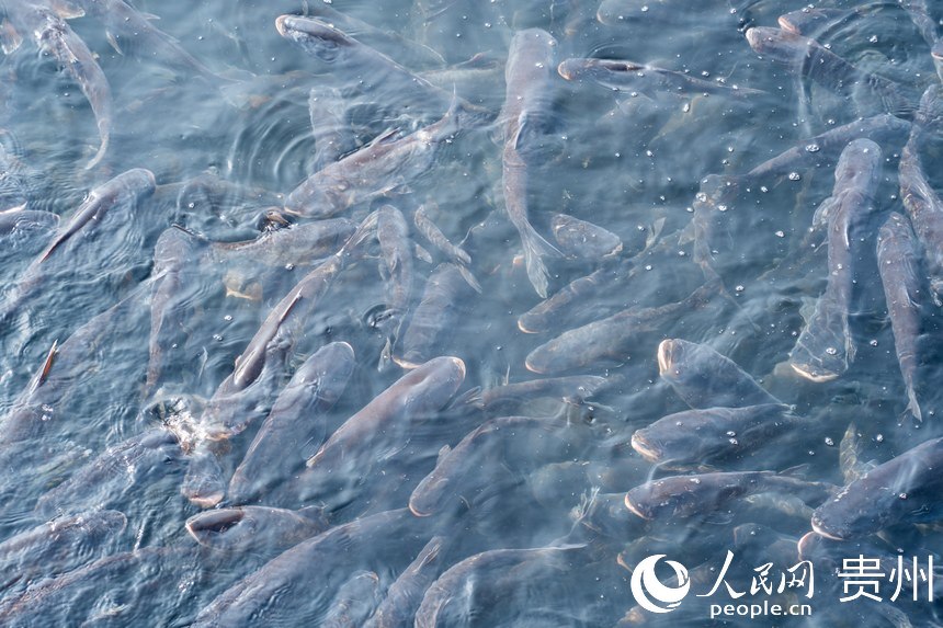 待出水的鳙魚和鰱魚。人民網記者 涂敏攝