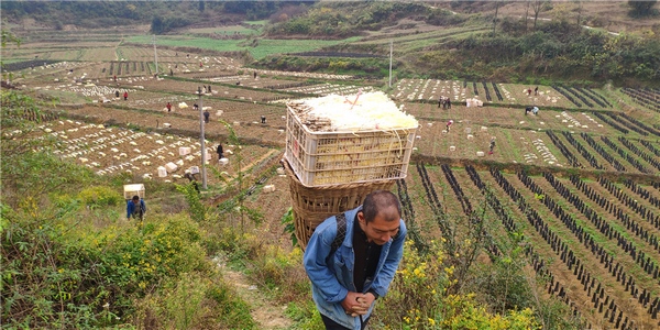 采摘現(xiàn)場。