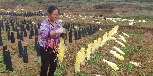 收割現(xiàn)場。