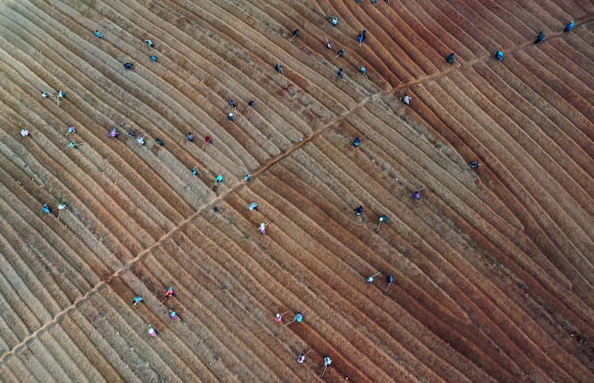 12月5日，村民在太子參種植基地整理苗床（無人機照片）。