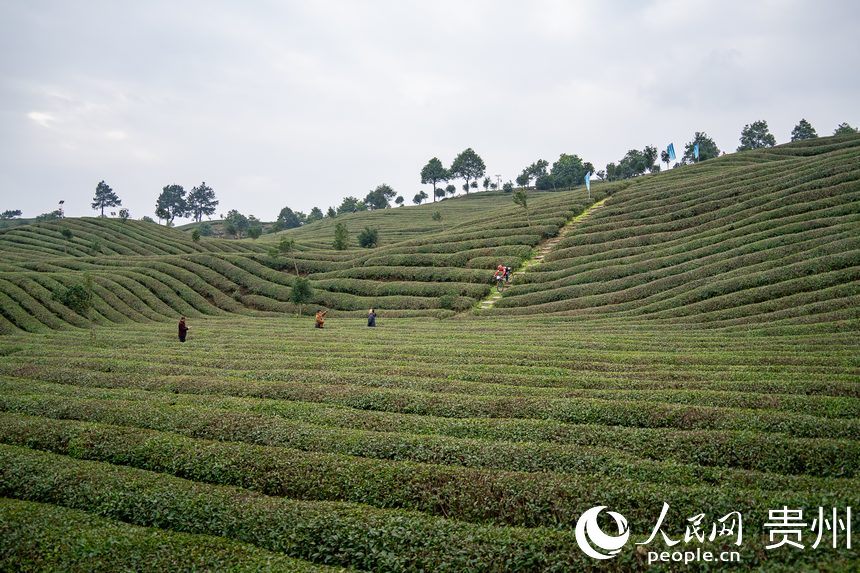 比賽現(xiàn)場。人民網(wǎng)記者 涂敏攝