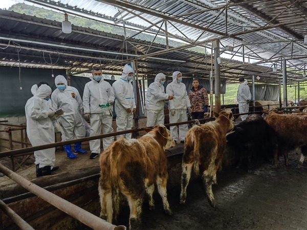 貴州大學動科院師生在現場取樣檢測。貴州大學供圖