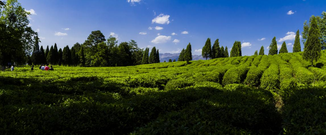 水城區龍場鄉有機茶園。