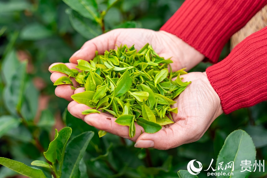 剛剛采摘下來的茶芽。人民網 涂敏攝