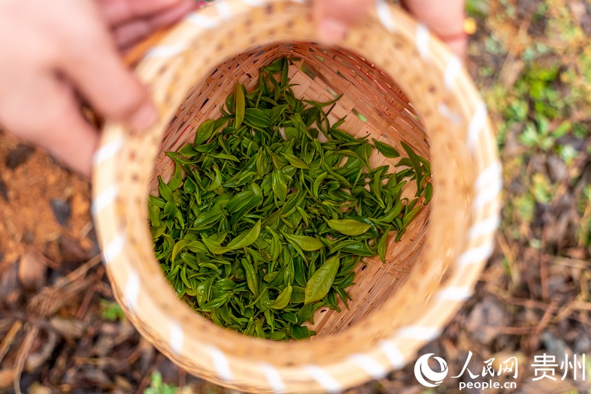 剛剛采摘下來的茶芽。人民網 涂敏攝