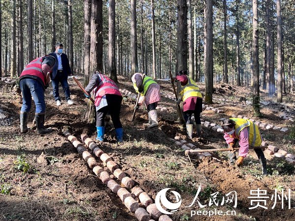 2023年貴陽(yáng)貴安林下紅托竹蓀種植進(jìn)行中。人民網(wǎng) 陳潔泉攝
