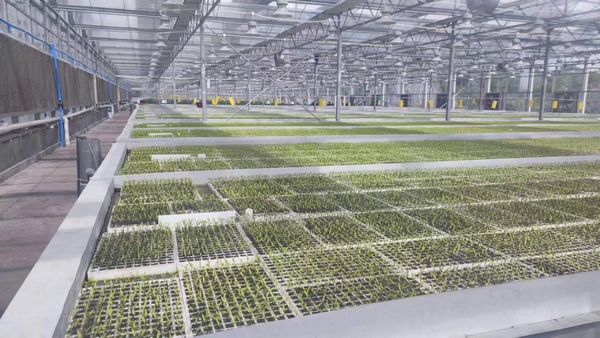 大方縣經開區農業綜合開發利用項目育苗中心已投產。譚勇攝