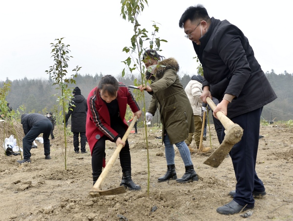 1月28日，機(jī)關(guān)干部在貴州省大方縣2023年縣級(jí)義務(wù)植樹現(xiàn)場植樹。（鄭吉軍 攝）.jpg