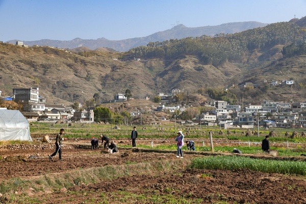 2月6日，威寧縣金鐘鎮(zhèn)夸都社區(qū)群眾在田間地頭忙活種植早熟玉米。趙慶能攝