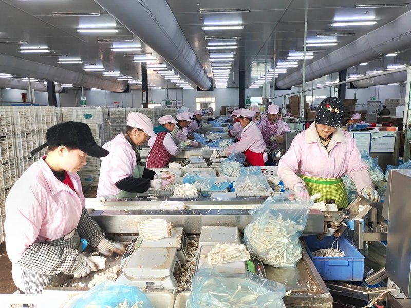 2月14日，工人在貴州省大方縣雪榕生物科技有限公司生產車間分揀菌菇。（鐘歡 攝）2.jpg