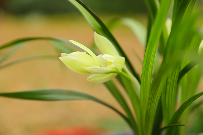 在劍河縣蘭花展上拍攝到的精品蘭花。