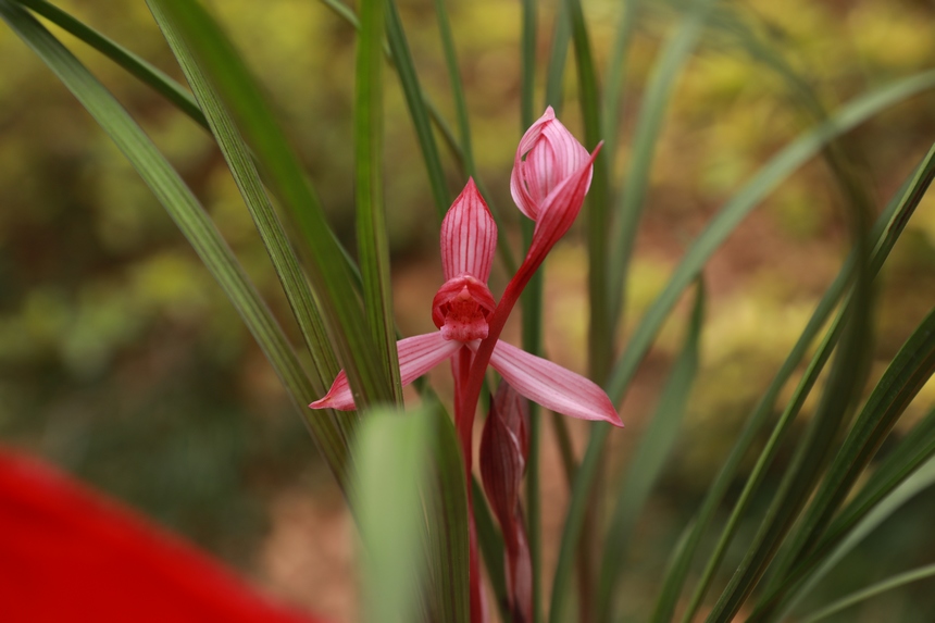 在劍河縣蘭花展上拍攝到的精品蘭花。
