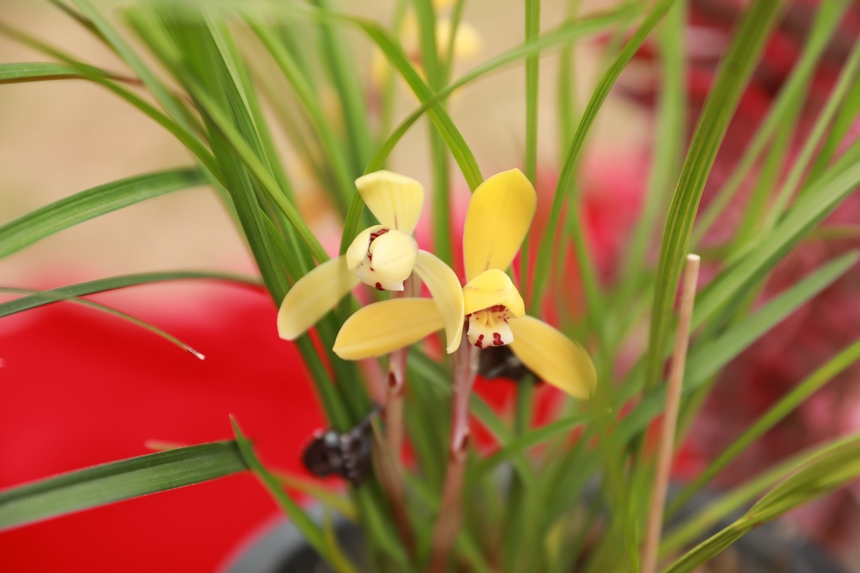 在劍河縣蘭花展上拍攝到的精品蘭花。