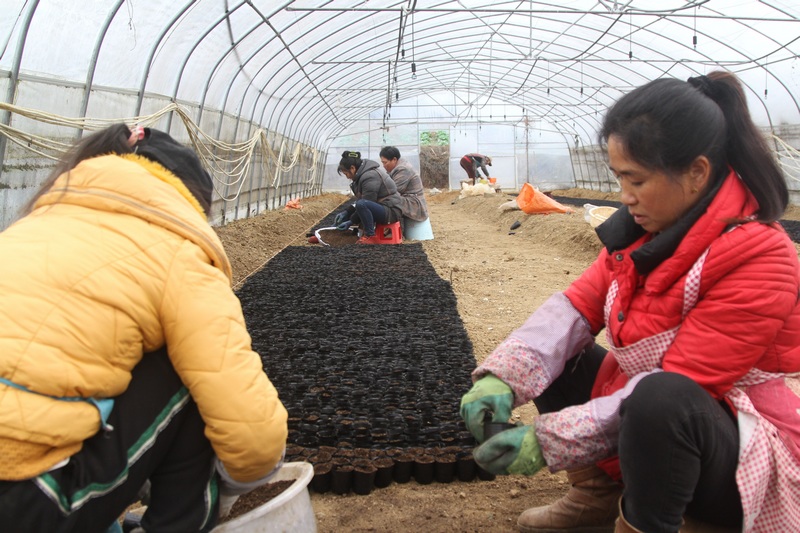 2月18日,貴州省大方縣馬場鎮橋上村蔬菜基地村民在育苗。(鄭春華 攝).jpg