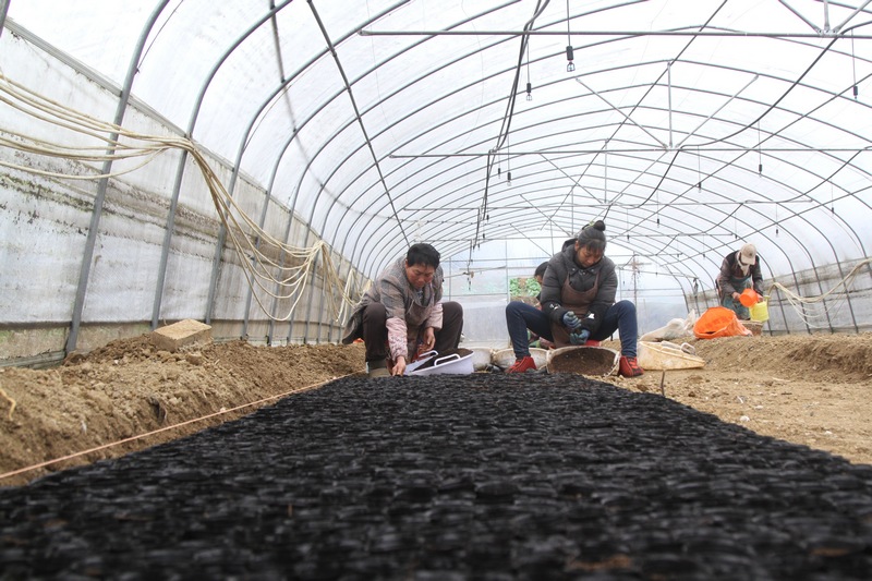 2月18日,貴州省大方縣馬場鎮橋上村蔬菜基地村民在育苗。(鄭春華 攝).jpg