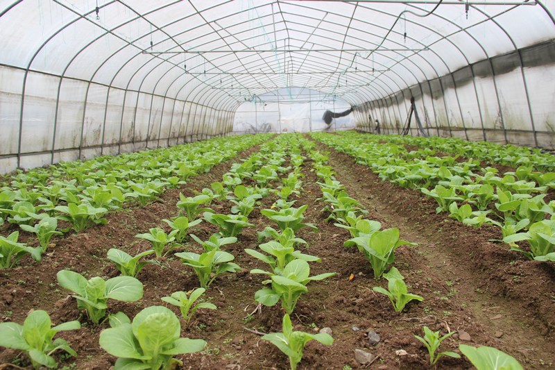 2月18日,貴州省大方縣三元鄉河頭村蔬菜基地第一批菜心長勢喜人。(薛磊 攝).jpg