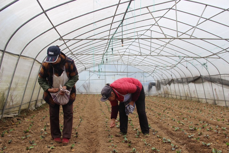 2月18日,貴州省大方縣三元鄉河頭村蔬菜基地工人正在施肥。(薛磊 攝).jpg