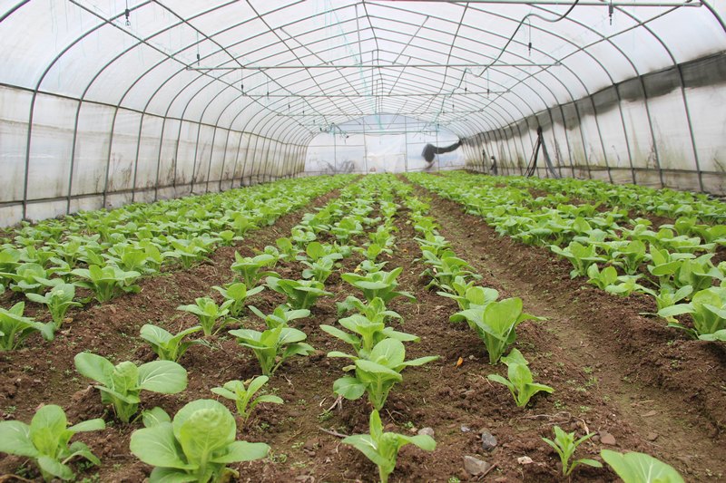 2月2日，大方縣三元鄉河頭村蔬菜大棚第一批菜心長勢喜人。（薛磊 攝）.JPG