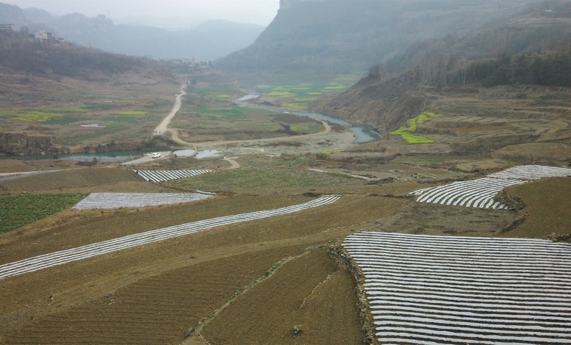 2月11日,貴州省大方縣黃泥塘鎮西河村糯玉米種植現場地膜覆蓋。(吳守良 攝).jpg