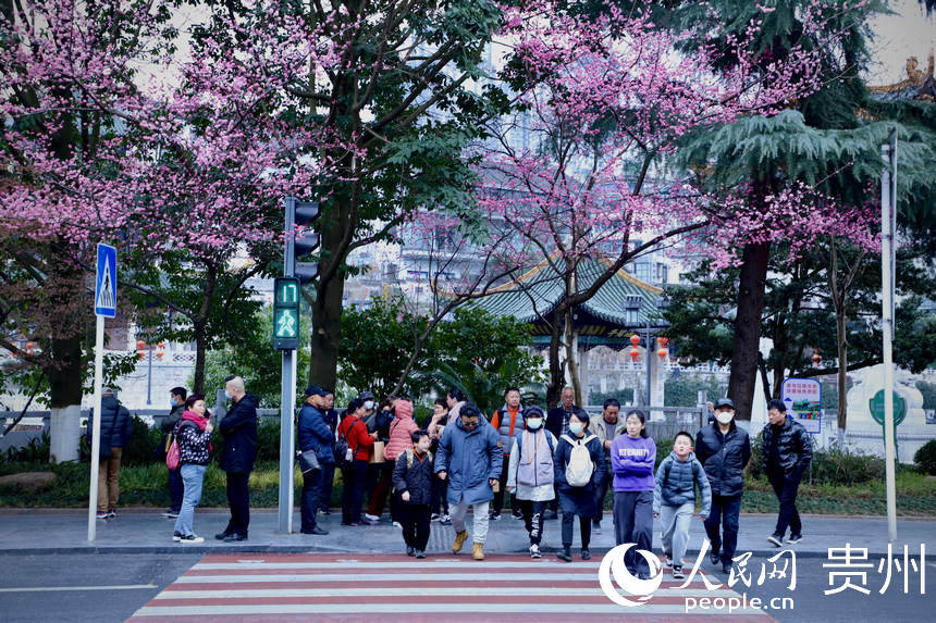 2月24日，市民在開滿春花的紅綠燈路口過馬路。人民網(wǎng) 顧蘭云攝