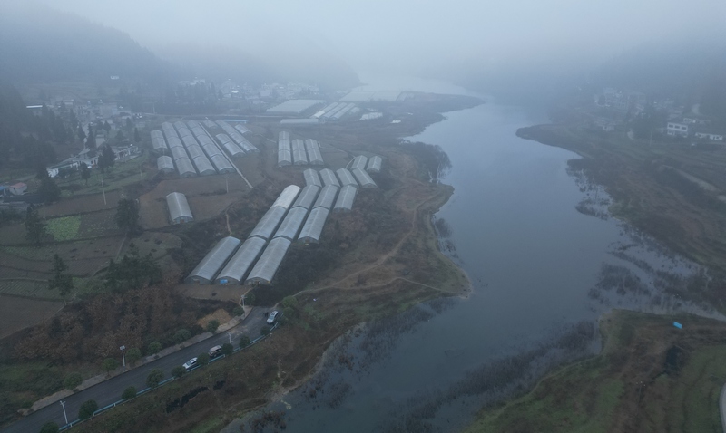 2月20日,貴州大方縣長(zhǎng)石鎮(zhèn)仲麥村大棚種植基地航拍。(李靈 攝).jpg