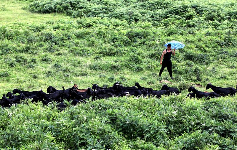 2月23日,貴州省大方縣鳳山鄉(xiāng)羊巖羊養(yǎng)殖基地工人進(jìn)山牧羊。(汪瑞良 攝).jpg