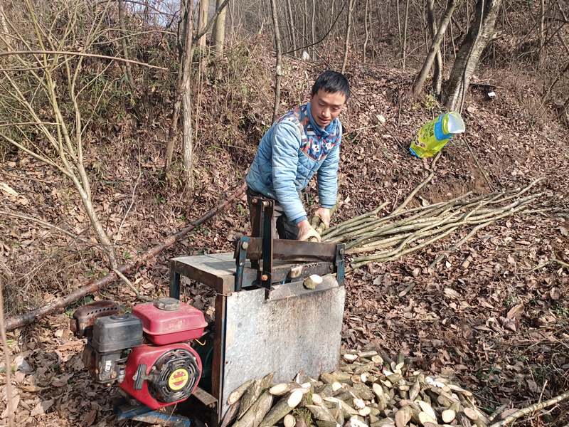 2月26日,樊興平在貴州省大方縣鳳山鄉(xiāng)天麻基地操作機(jī)器切割青岡樹干。(譚勇 攝).jpg