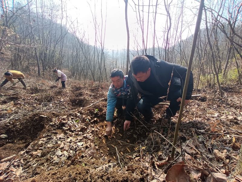 2月26日,羅德和樊興平在貴州省大方縣鳳山鄉(xiāng)天麻基地查看放種情況。(譚勇 攝).jpg