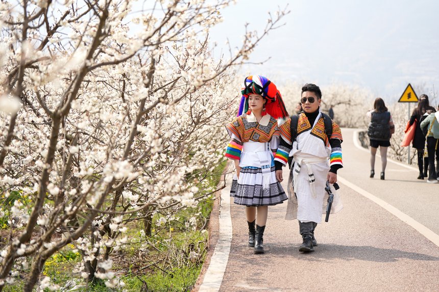 櫻桃花開春色美。