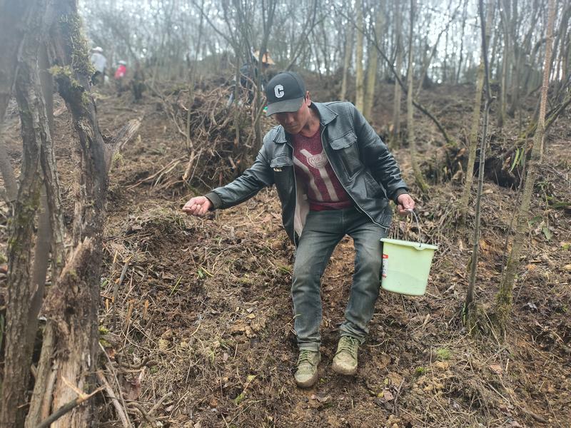 2月27日,村民貴州省大方縣星宿鄉峻嶺村黃連育苗基地播撒黃連種子。