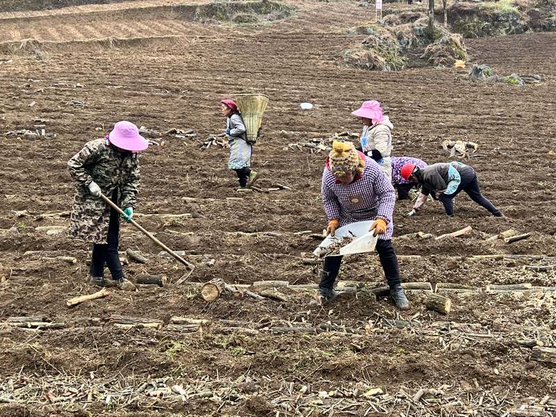 3月2日,貴州省大方縣安樂鄉營腳村五營天麻種植基地工人正在撒木葉。