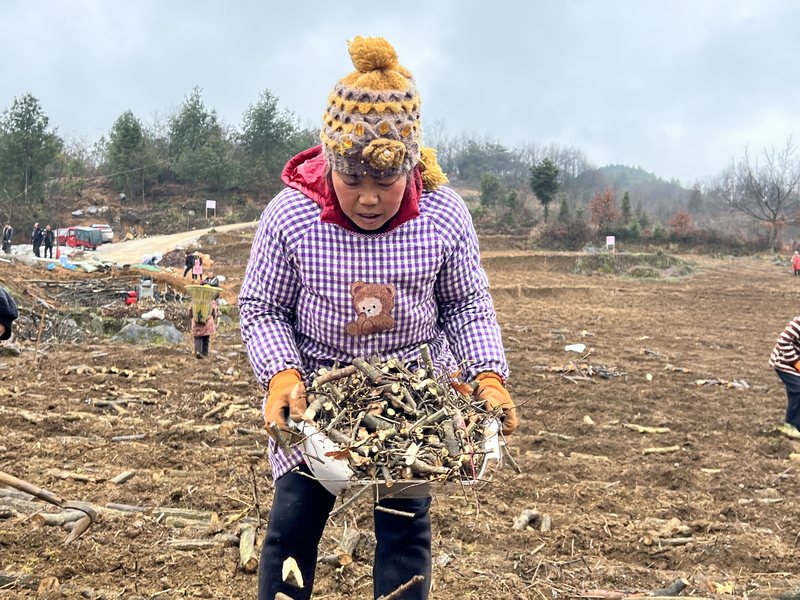 3月2日，貴州省大方縣安樂鄉營腳村五營天麻種植基地工人正在撒木葉。