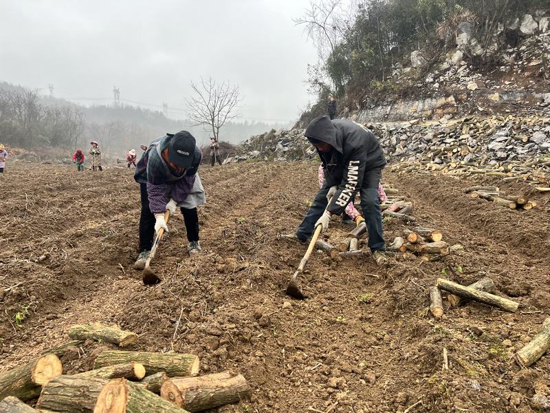 3月2日,貴州省大方縣安樂鄉營腳村五營天麻種植基地工人正在挖渠。