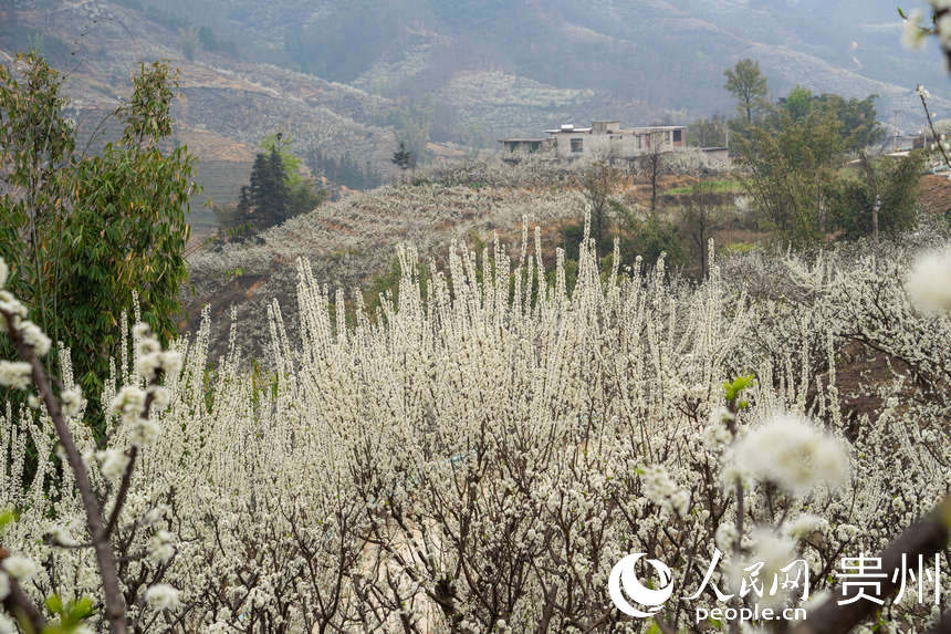 李花與遠(yuǎn)處的村寨遙相呼應(yīng)。人民網(wǎng) 陽(yáng)茜攝