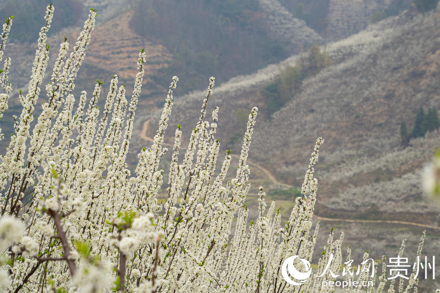 李花綻放裝點了六馬鎮。人民網 陽茜攝