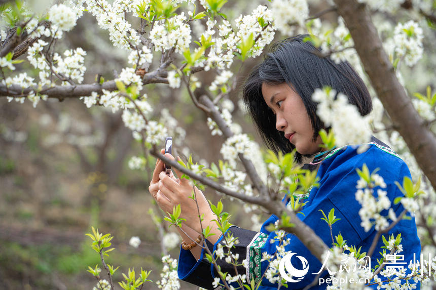 游客前來六馬鎮欣賞李花綻放。人民網 陽茜攝